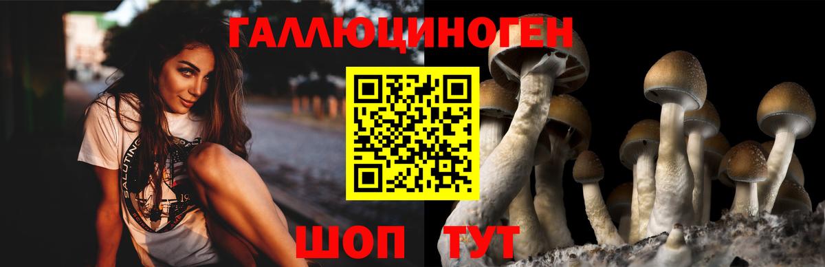 Галлюциногенные грибы Psilocybe Ленинск-Кузнецкий